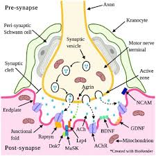 Hướng Dẫn Chi Tiết để Correctly Label the Anatomical Features of a ...