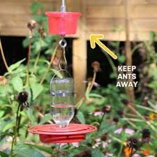 How to Keep Ants off of a Hummingbird Feeder: Simple Effective Tips