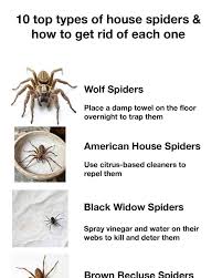 Does Vacuuming Spiders Kill Them: Truths You Need to Know