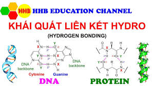 Liên Kết Hydrogen: Chìa Khóa Vạn Năng Của Tự Nhiên