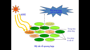 Sản Phẩm Của Quang Hợp Là Gì? Khám Phá Nguồn Sống Kỳ Diệu!