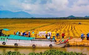 Đồng Bằng Sông Cửu Long: Vùng Sản Xuất Lương Thực Lớn Nhất Nước Ta Là Đâu?